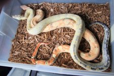 Calico Kahl Albino Pos Motley Aztec-Paradox Kahl Sunglow Aztec combo.jpg