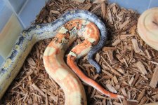 Calico Kahl Albino Pos Motley Aztec-Paradox Kahl Sunglow Aztec combo 3.jpg