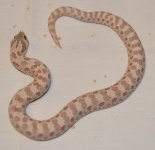 DSC_4821.jpg