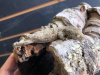 Leachie 1-1.jpg