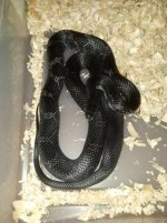 blackrat.jpg