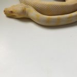 Whitey3.jpg