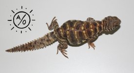 availornmale3.jpg
