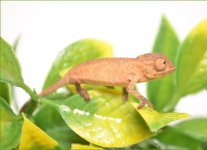 Baby_panther_cham1_960x.jpg