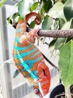 hybrid_cham_sire_1080x.jpg