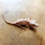 lil guy.jpg