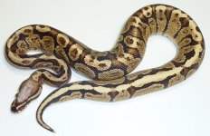 BP6.jpg