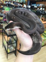 supercinnyspider2.jpg