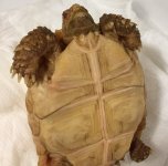 Holdback Albino plastron.jpg