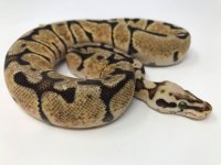 vanillapastelwoma1.jpg
