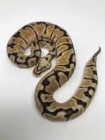 vanillapastelwoma11.jpg
