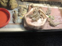 DSCN4193.jpg