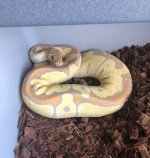 banana clown het hypo.jpg