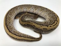 butterpin11.jpg
