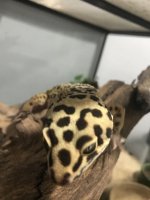 male gecko 1.jpg