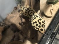 male gecko 2.jpg