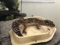 female gecko 1.jpg