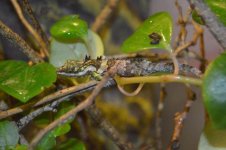 cophotis 2.jpg