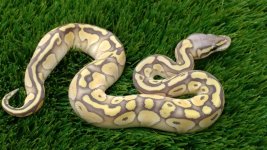 2018 Female Pastel Lesser Ghost.jpg
