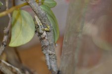 cophotis 3.jpg