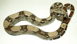 dhsterlingsharpm4.jpg