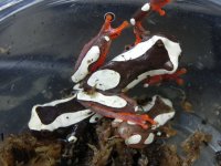 surinameclownfrog.jpg