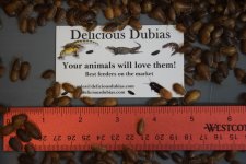 Dubia Roaches for sale (Small).jpeg