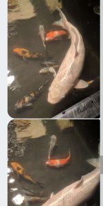 Screenshot_20180803-183628.jpg