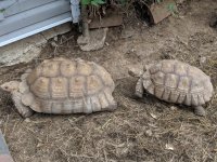 IMG_20180728_185301.jpg