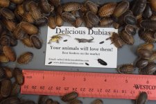 Dubia Roaches for sale (Med-Lg).jpeg