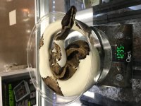 male pied.jpg