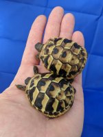 2 Eastern Hermann's Tortoises - CB 2018.jpg