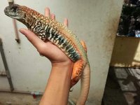C5C33E51-B247-4E3C-9EA4-83BAEC2312CC.jpeg