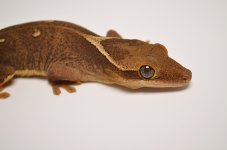 DSC_0253.jpg