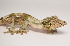 mossy male 1.jpg