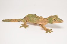 mossy male 2.jpg