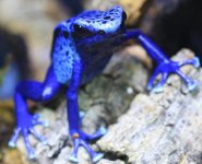 azureus.jpg
