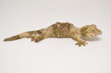 mossy female 2.2.jpg