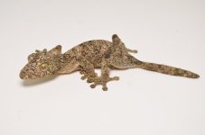 mossy female 1.jpg