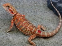Hypo Blue Tiger Het Trans Female #A-PK, 9in, $150.jpg