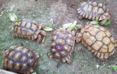 1.4 Sulcata Group.jpg