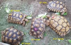 1.4 Sulcata Group Labeled.jpg