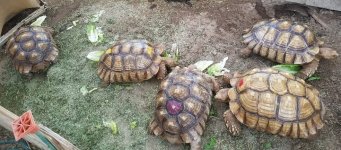 1.4 Sulcata Group 2.jpg