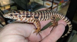 redtegu.jpg