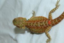 IMG_4036.jpg