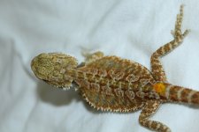 IMG_4016.jpg