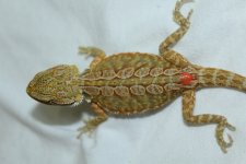 IMG_4008.jpg