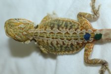 IMG_4069.jpg