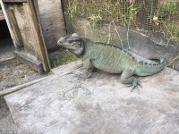 Blue Male Rhino Iguana.jpg