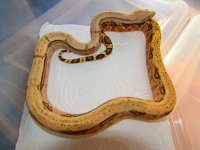 IMG_0443.jpg